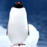 Antarctique : la beauté brute des montagnes oubliées