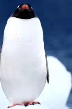 Outwild Tv 3 Antarctique : la beauté brute des montagnes oubliées