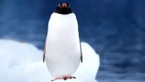 Antarctique : la beauté brute des montagnes oubliées