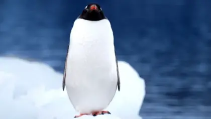 Antarctique : la beauté brute des montagnes oubliées