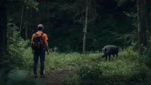 Comment réagir face à un sanglier ou un loup en randonnée ?