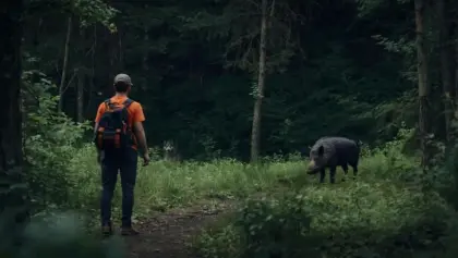 Comment réagir face à un sanglier ou un loup en randonnée ?