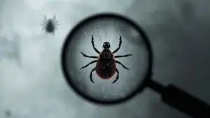 Les dangers des tiques : comment les éviter et les retirer