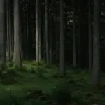 Les plus belles forêts primaires d'Europe à visiter