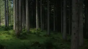 Les plus belles forêts primaires d'Europe à visiter