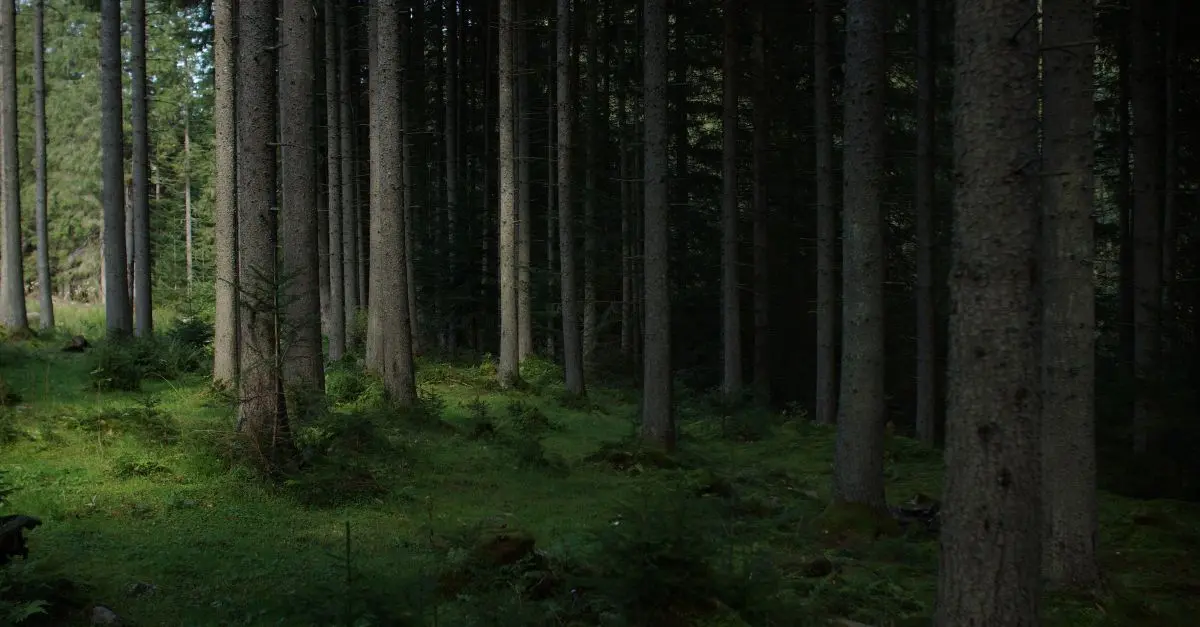 Les plus belles forêts primaires d'Europe à visiter