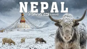 Népal sauvage : le territoire des prédateurs d’exception | Documentaire animalier