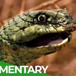 Singes et serpents dans la nature sauvage du Maroc | Documentaire