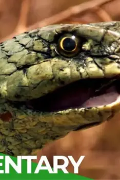 Singes et serpents dans la nature sauvage du Maroc | Documentaire