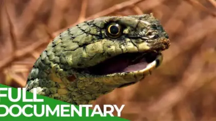 Singes et serpents dans la nature sauvage du Maroc | Documentaire