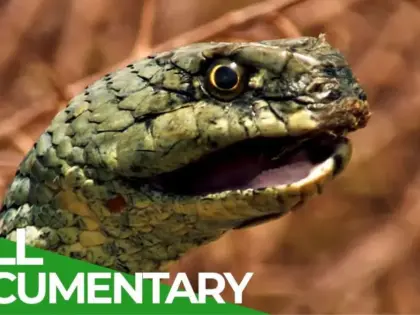 Singes et serpents dans la nature sauvage du Maroc | Documentaire