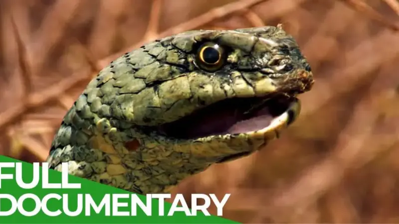 Singes et serpents dans la nature sauvage du Maroc | Documentaire