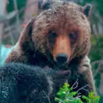 Survivre au Grand Teton : merveilles du Far West