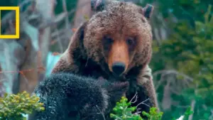 Survivre au Grand Teton : merveilles du Far West