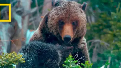 Survivre au Grand Teton : merveilles du Far West