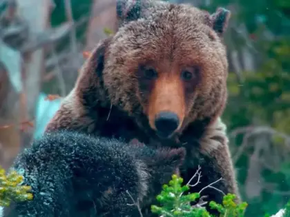 Survivre au Grand Teton : merveilles du Far West