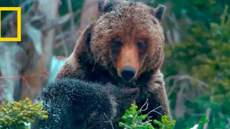 Survivre au Grand Teton : merveilles du Far West