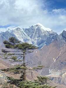arbre Khumjung