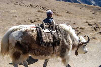 yaks Gokyo