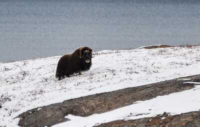 bison groenland bison groenland